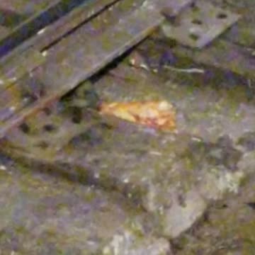 Rat ! Finds Sicilian Pizza on Subway Tracks