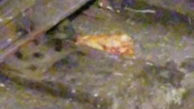 Rat ! Finds Sicilian Pizza on Subway Tracks