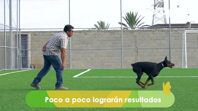 Los perros de raza fuerte son tiernos y amistosos