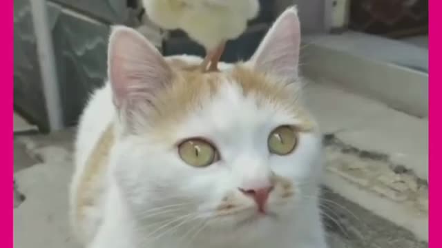 Chick standing over cat's head, both are looking cute together