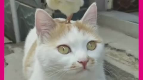 Chick standing over cat's head, both are looking cute together