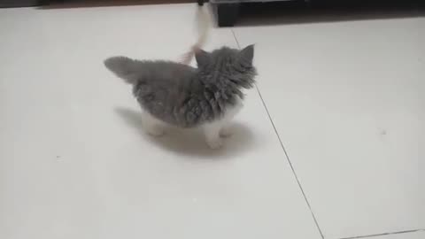 The cat's four feet are also each have five small meat pad