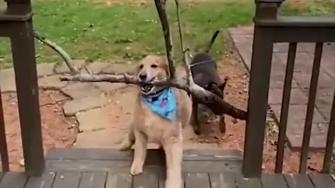 Super Funny Dog Videos