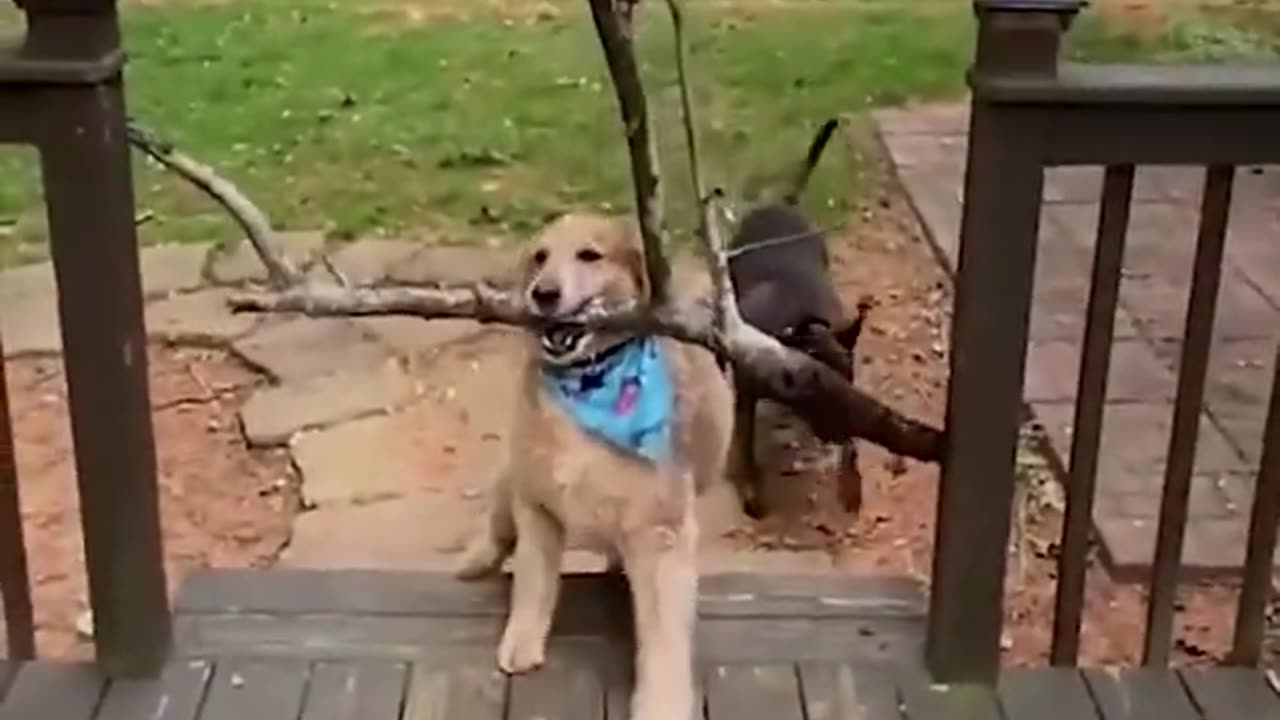 Super Funny Dog Videos