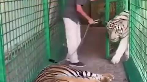 ##Tiger Real Video