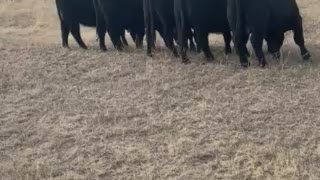 Happy Cows