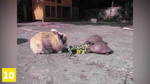 The Funniest And Cutest Bunny Rabbit Compilation