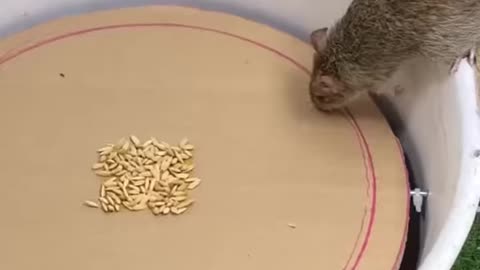 Awesome Mouse Trap
