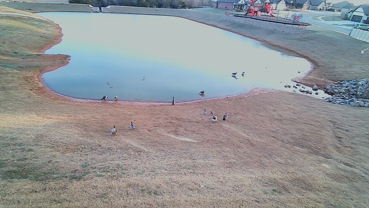 The Pond