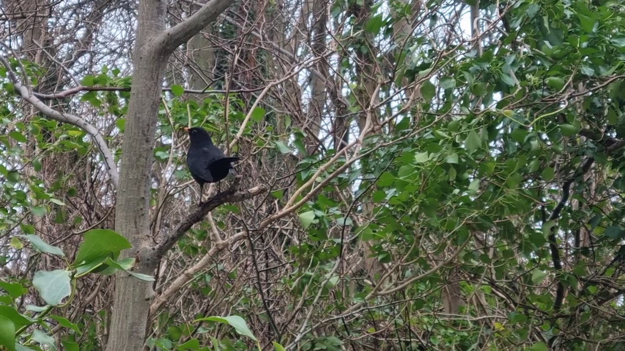 Thrush On A Tree In North Wales