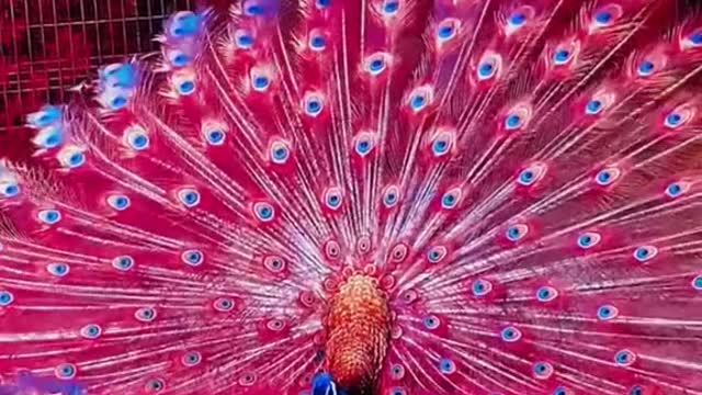 Peacock 🦚 amazing showing