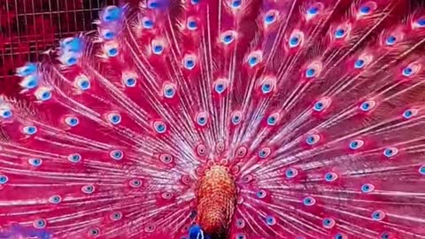 Peacock 🦚 amazing showing