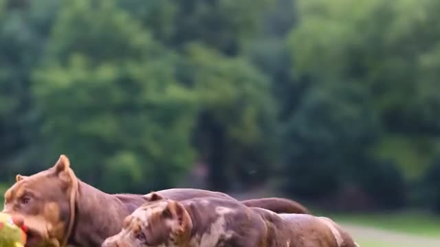 Clumsy pups and slow motion, what more could you ask for? 😂❤️