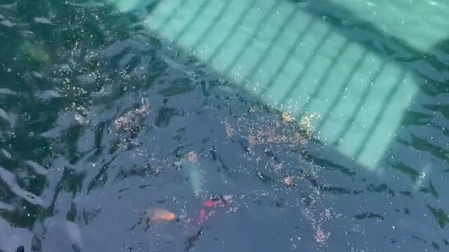 Feeding koi fish