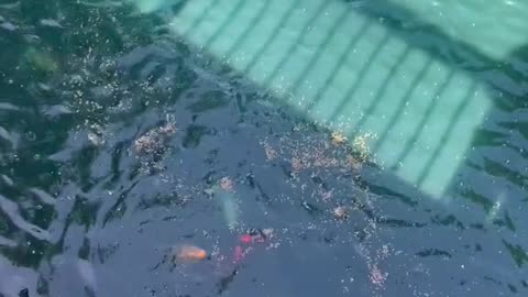 Feeding koi fish