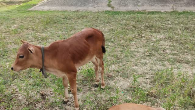 Bangladeshi cow breeds pabna cattle breeds.Cool and cute cow calf.