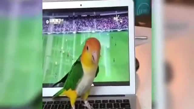 FUNNY BIRD hahaha