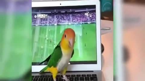 FUNNY BIRD hahaha