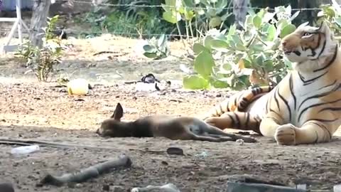 FUNNY DOG REACTIONS FOR FAKE LION AND TIGER PRANK