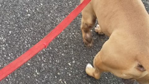 King daily walk