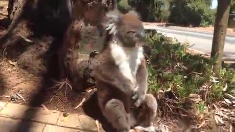 Koala Gets Kicked Out Of Tree and Cries!