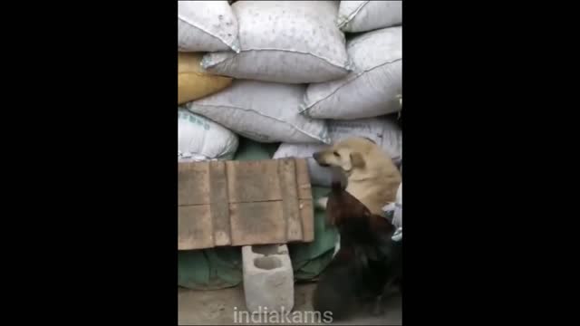 Dog vs Chicken fight | Part-5