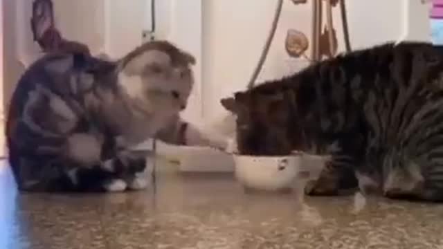 Cat love each other
