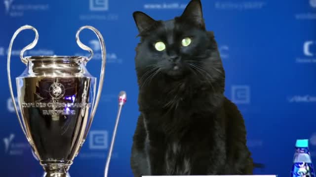 Black cat runs on the field and scores a GOAL