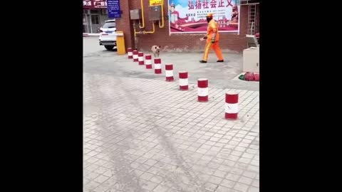 Skillful Dog Leaps Across Posts/Smart Dog Gets Step to Grab Snack!