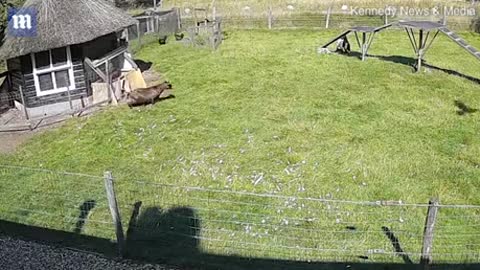 A goat and a rooster save a chicken from a hawk attack