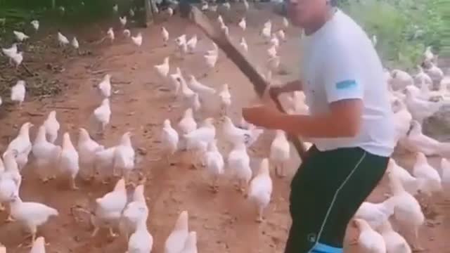 Chicken attack (Part 2)