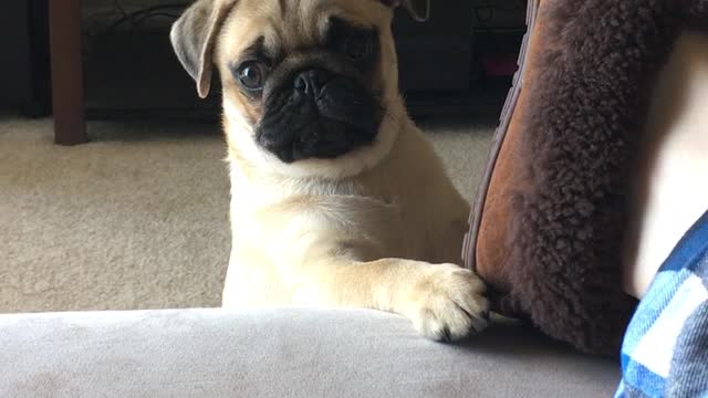 Naughty Pug Puppy!