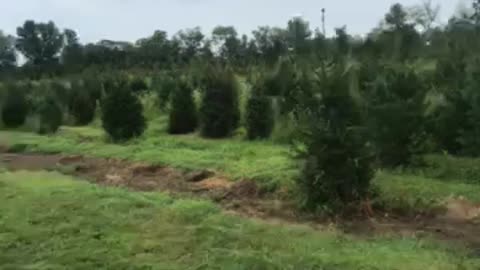 Trees at our Bucks County tree farm near Doylestown