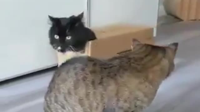 Funny Cat in a Box with its Face out