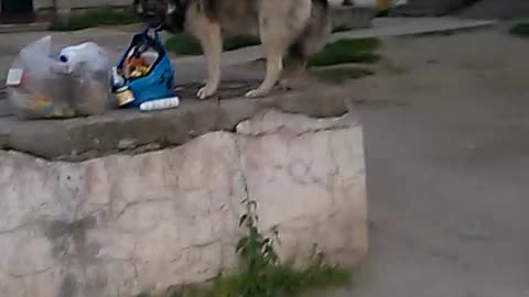 How and what do dogs eat in Russia. SHOCK!