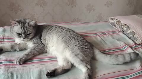 Proud and lovely cat