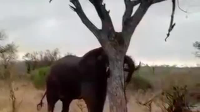 Angry Elephant being Naughty!!!!!