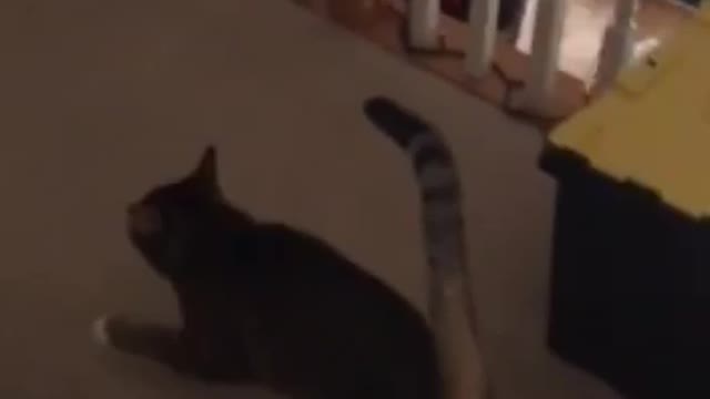 Cat having a great time!