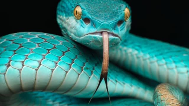 20171105 UNDERSTANDING SERPENT LANGUAGE