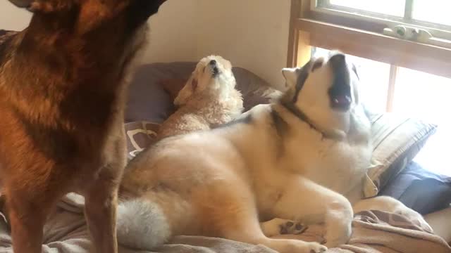 Trio of dogs put on epic howling performance