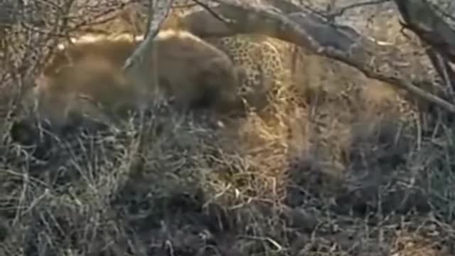 Hyena steals Leopard prey. #leopard