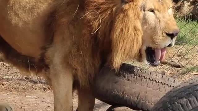 Rescued Circus Lions Touch Grass For The First Time