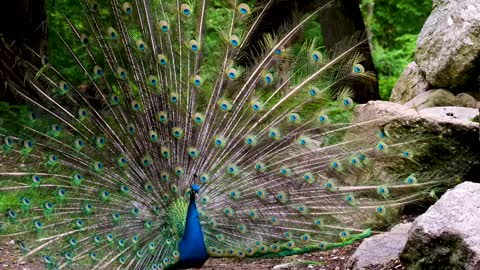 Bird Peacock