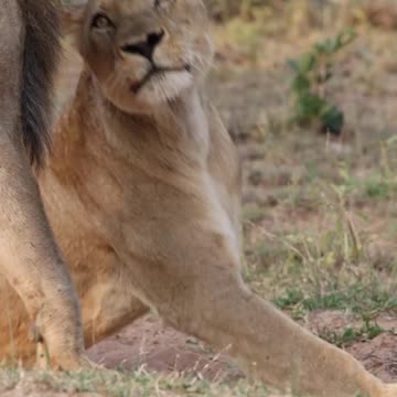 The loving lions ❤️