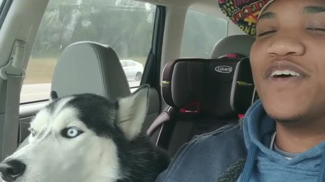 Husky Howls Along With I Love You