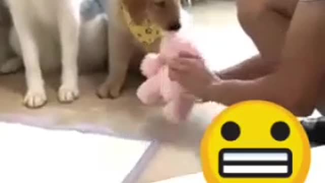 DOG_training_😅_funny_dogs_reaction_#shorts_||_Ecosenpai