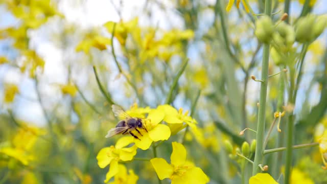 Watch the bee gathering on the flower