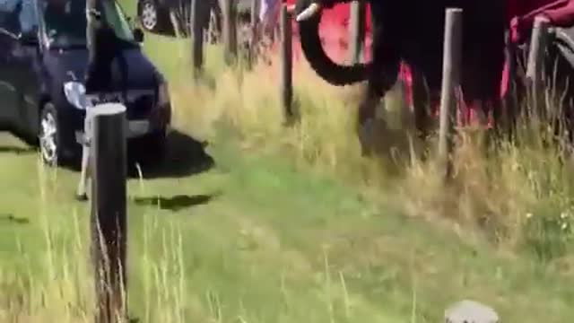 Lion Rhino elephant attack moment #Lion #Rhino #elephant #attack #moment