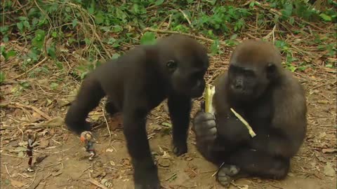 Gorilla Fun for Kids