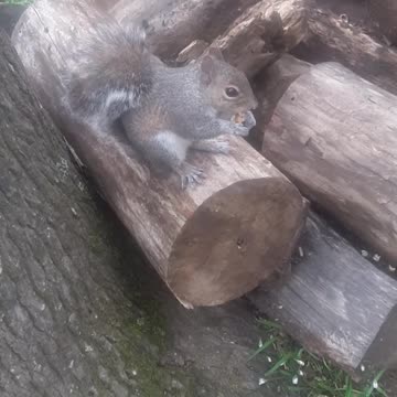 Brownie Visits for Treat